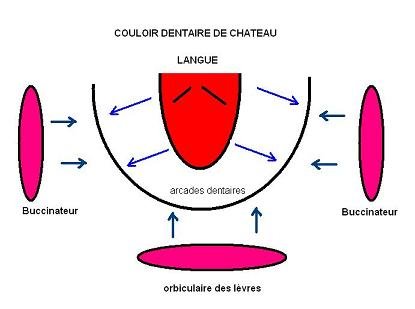 Couleur dentaire de Chateau